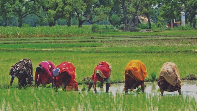 Gardening & Farming